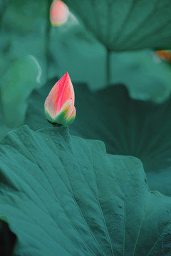 含苞待放的荷花花苞花蕾