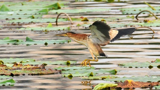 黃葦鳽