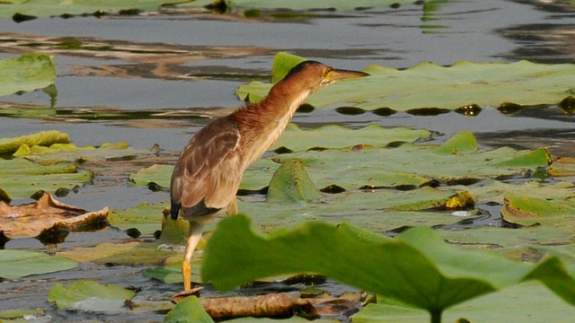 黄苇鳽