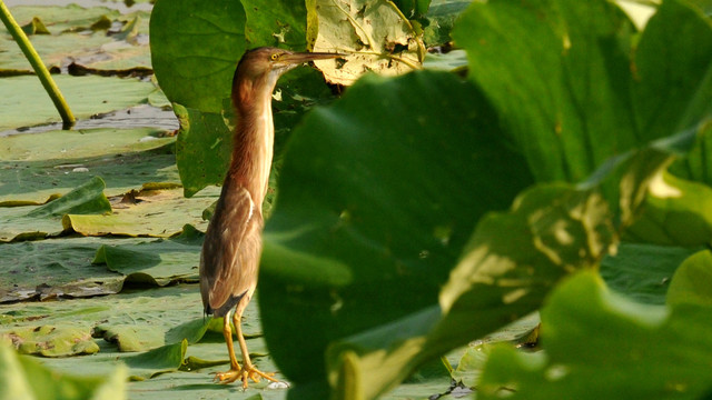 黄苇鳽