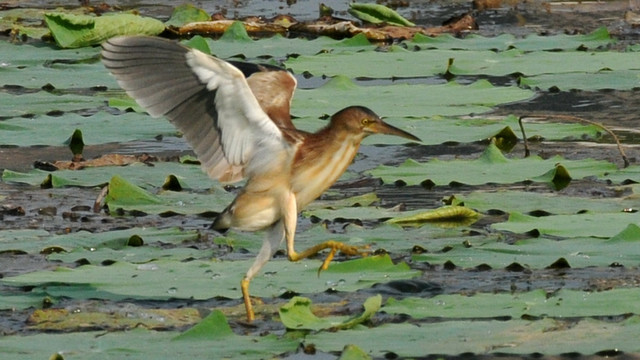 黄苇鳽