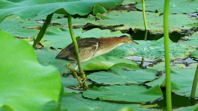 黄苇鳽