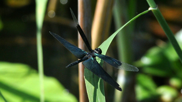 黑丽翅蜻