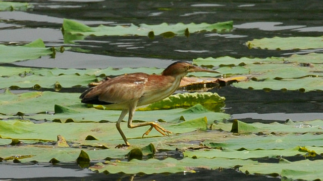 黄苇鳽