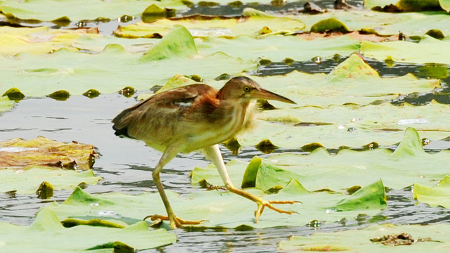 黄苇鳽