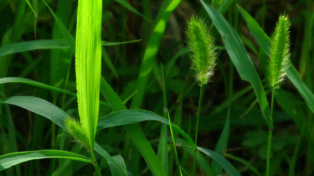 狗尾草