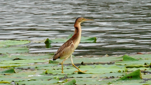 黄苇鳽