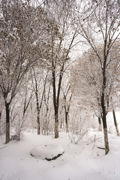 雪景