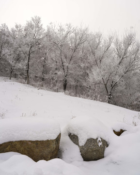 雪景