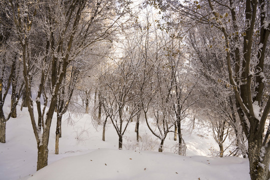 雪景树林