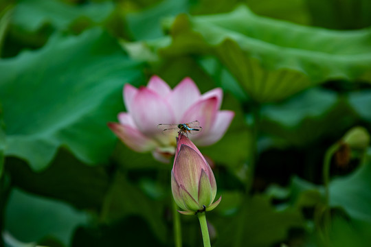 荷花与蜻蜓