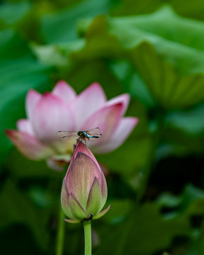 荷花与蜻蜓