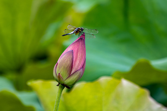 荷花与蜻蜓