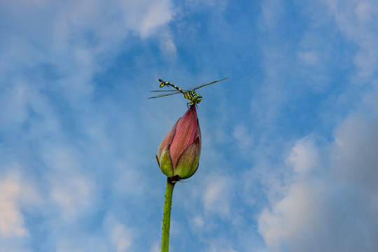 荷花与蜻蜓