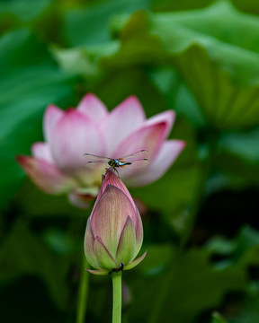 荷花