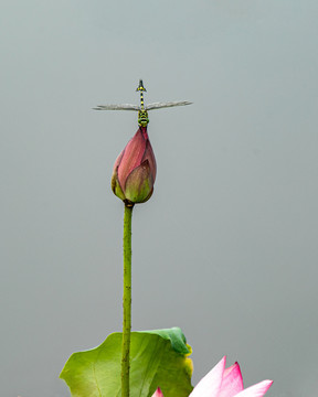 荷花与蜻蜓