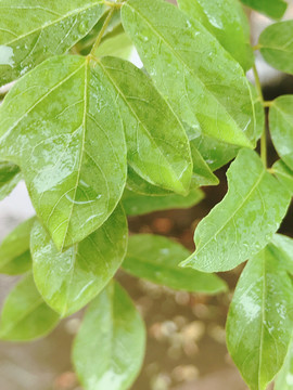 雨后绿叶