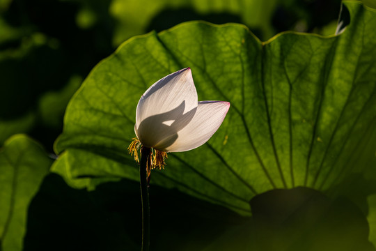 曲院风荷