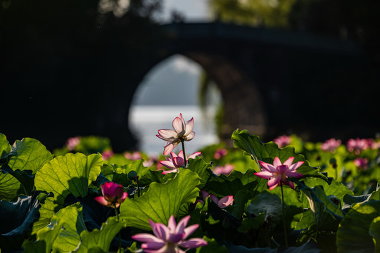 曲院风荷