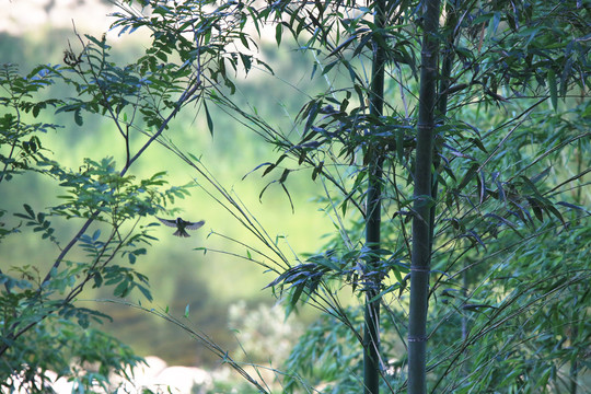 竹林飞舞的山麻雀