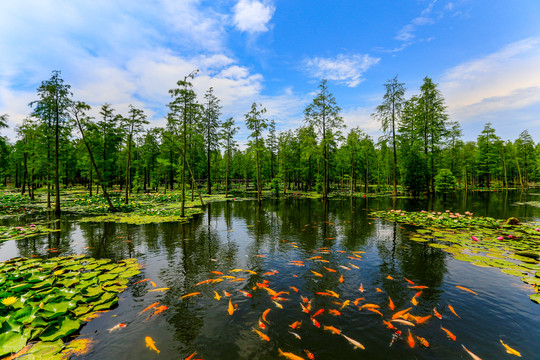 来安池杉湖国家湿地公园