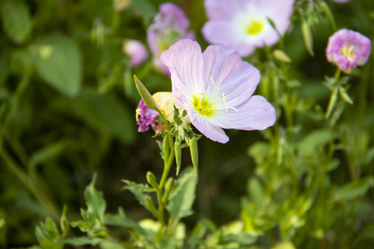 龙舌草花