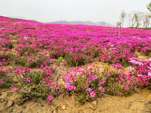 高雪轮花