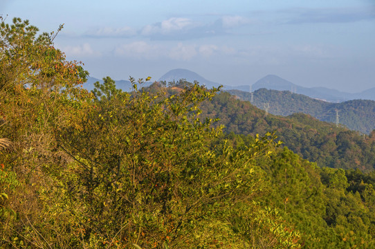 福建闽南山峦植被