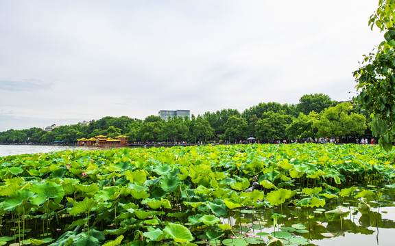 夏日西湖荷塘