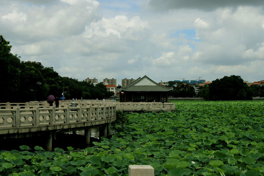 桥头莲湖风光