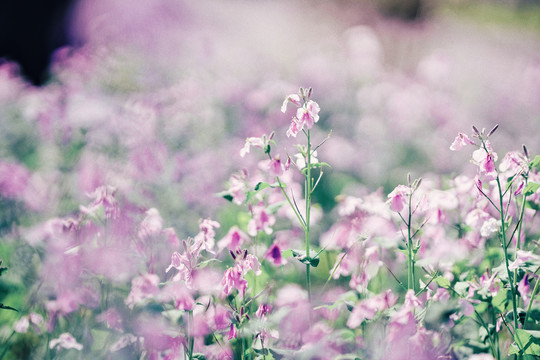 二月兰花丛紫色花