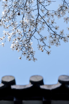 春天白色玉兰花绽放