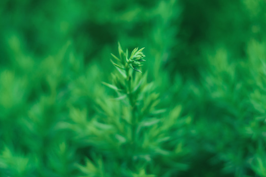 绿色植物柏树背景