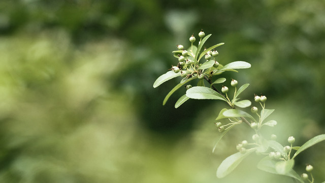 春天绿色植物枝叶背景