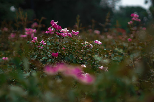 花卉摄影月季花花丛