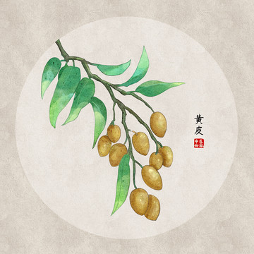 黃皮