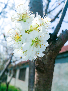 白色花特写