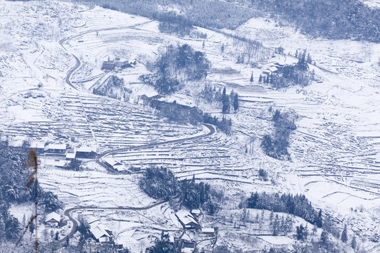 四川宜宾鹿鸣茶山冬季风光