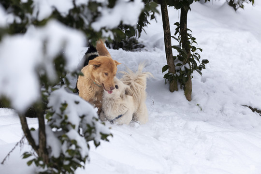 冬季雪地可爱的狗