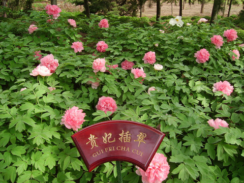 中国国花园牡丹