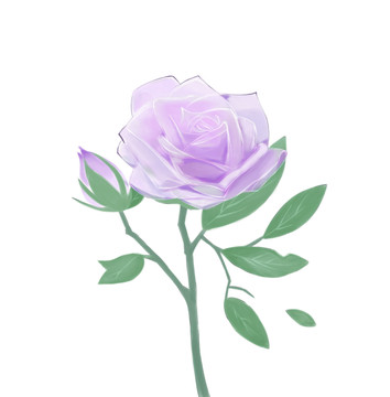 紫玫瑰清新温柔自然花卉植物