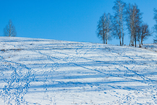 雪地山坡树林