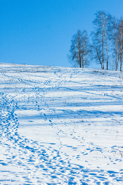 冬季雪原雪地脚印白桦树