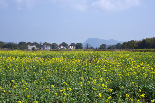 油菜地