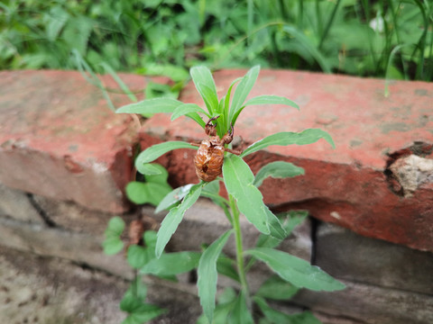 草叶上的蝉蜕