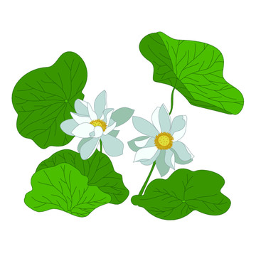 白蓮花卡通荷花插畫元素