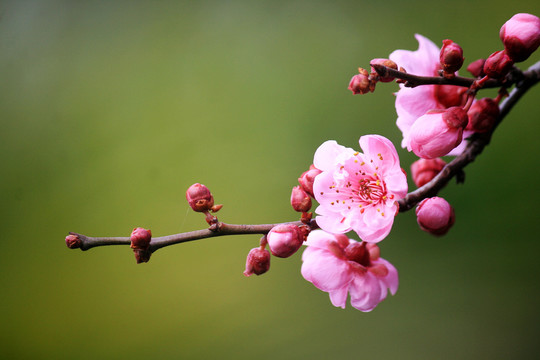 梅花枝