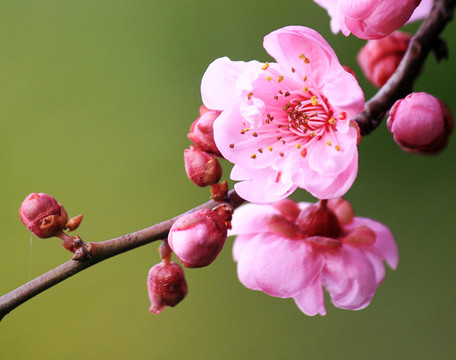 梅花枝