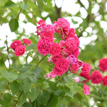 树枝叶与好几朵月季花月月红