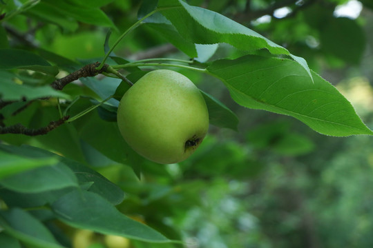 苹果梨